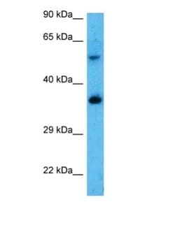 SLC25A3 Antibody, Novus Biologicals 100 &mu;L; Unconjugated:Antibodies,